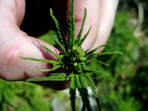 Bud
