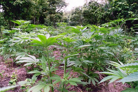 mj-plant