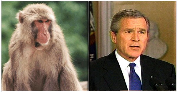 Bush- Monkey