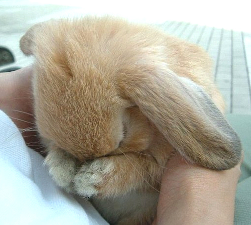 Original bunny 2